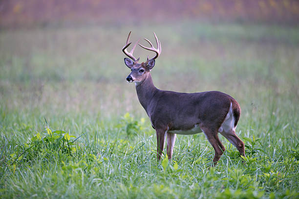 istock White-tailed deer buck in foggy meadow 160332027
