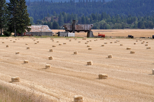 Three hay bales on a field, with hops field in the background