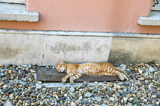 The stray cats are treated as the city’s pets, and they are collectively fed and taken care of. The cats come and go as they please, but wherever they may find themselves – strolling the walls or walking down the streets or sleeping at the store fronts  – you can be sure that someone will be leaving food and water out for them.