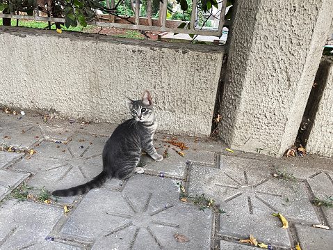 The stray cats are treated as the city’s pets, and they are collectively fed and taken care of. The cats come and go as they please, but wherever they may find themselves – strolling the walls or walking down the streets or sleeping at the store fronts  – you can be sure that someone will be leaving food and water out for them.