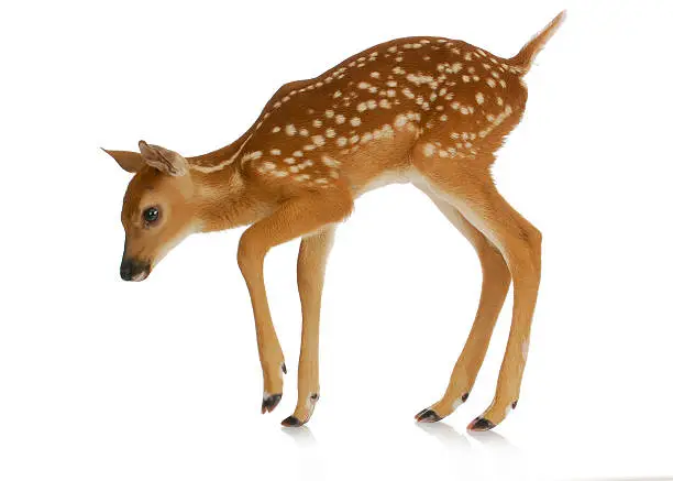 Photo of fawn