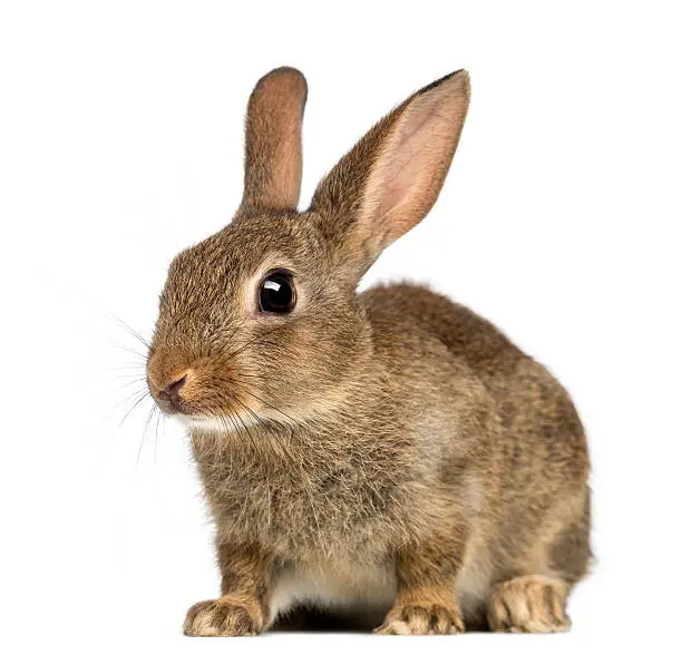 European rabbit or common rabbit, 2 months old, Oryctolagus cuniculus against white background