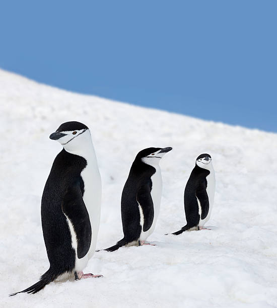 antartide tre sottogola penguins - animal chinstrap penguin antarctic peninsula ice floe foto e immagini stock