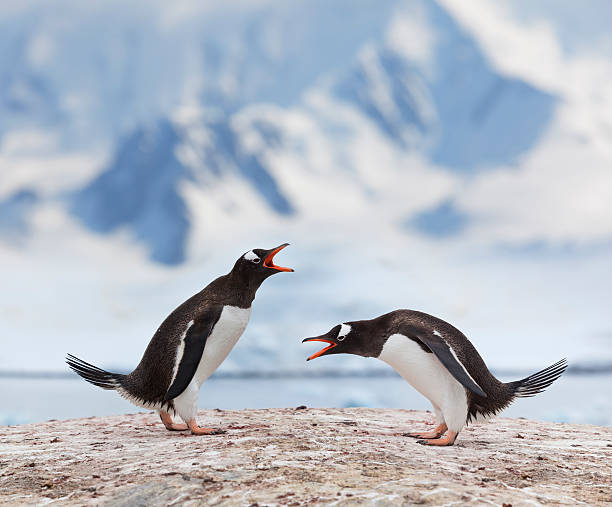 istock Antarctica gentoo penguins fighting 160333653