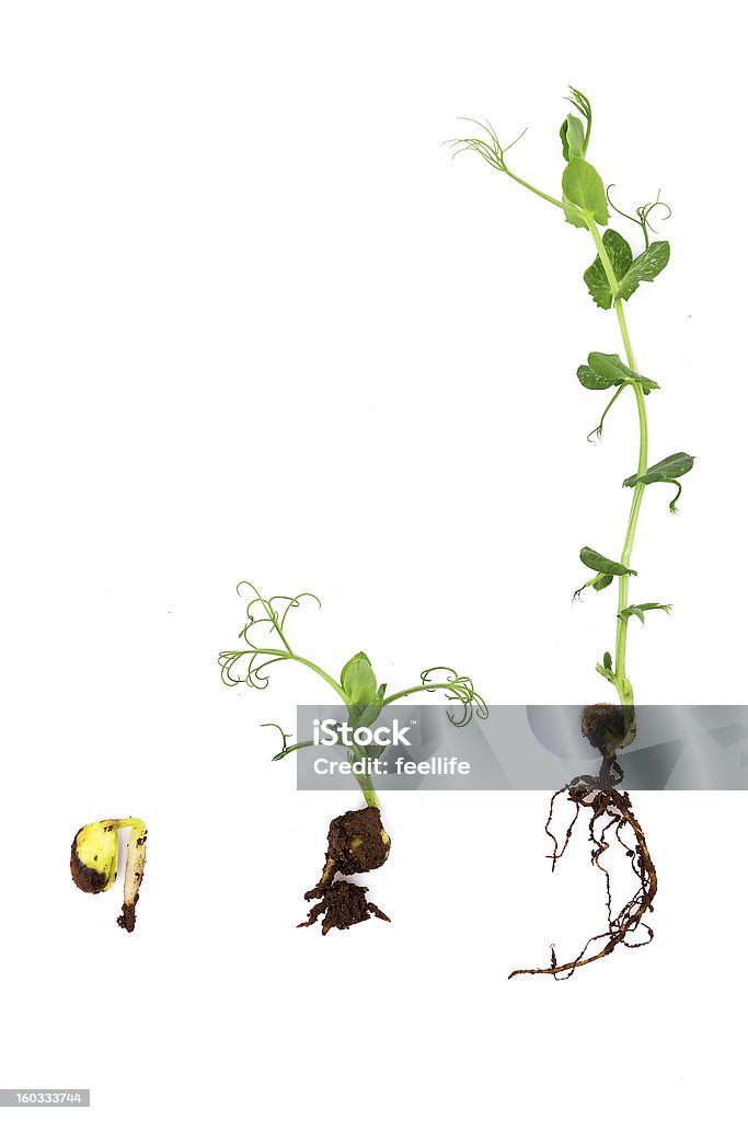 Wachsende Pflanze mit Wurzeln auf weißem Hintergrund: pea - Lizenzfrei Grüne Erbse Stock-Foto