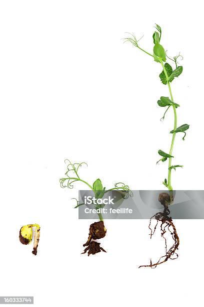 Wachsende Pflanze Mit Wurzeln Auf Weißem Hintergrund Pea Stockfoto und mehr Bilder von Grüne Erbse