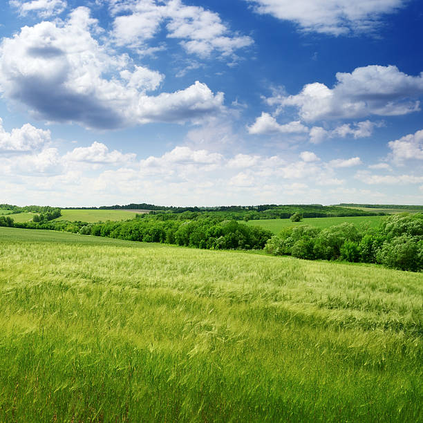 istock green field and blue sky 160333797