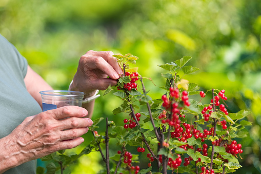 Senior woman picking red currant in garden, close up of hands, unrecognizable person.