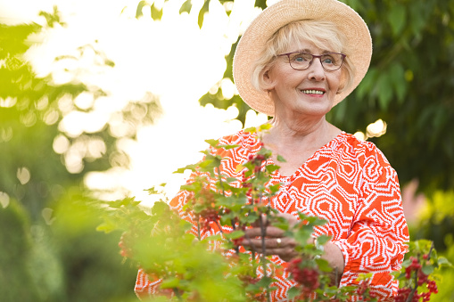 Senior woman wearing orange blouse and straw hat picking red currant in garden, looking away and smiling.