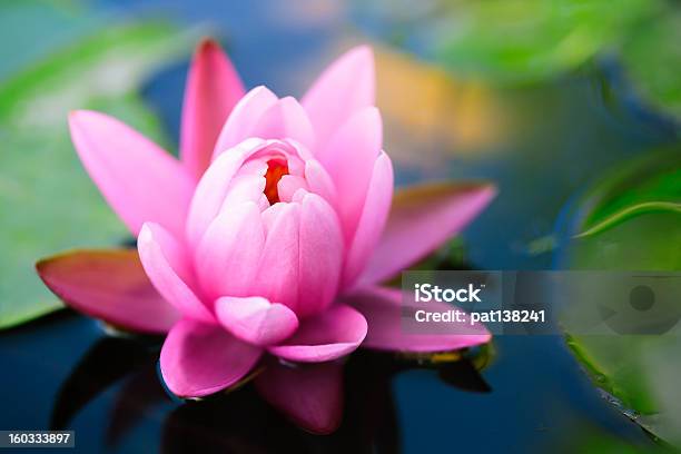 Lotus Flower Stock Photo - Download Image Now - Backgrounds, Beauty In Nature, Close To