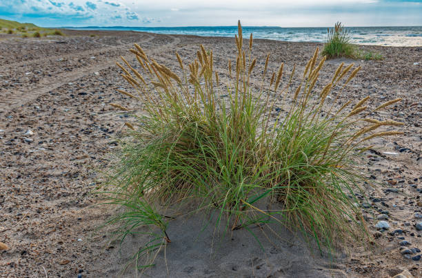 istock Beach at Svinkloev in Thy Northern part of Denmark 1603339366