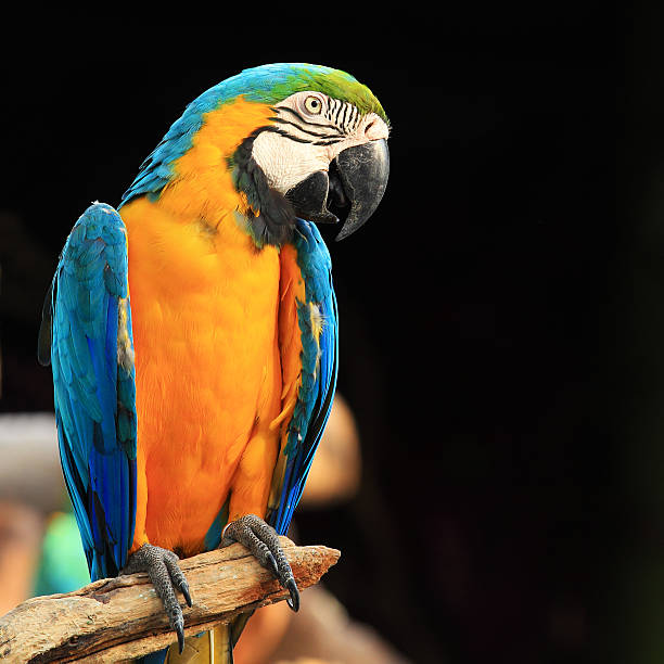 istock Blue-and-yellow macaw [Ara ararauna] 160334185