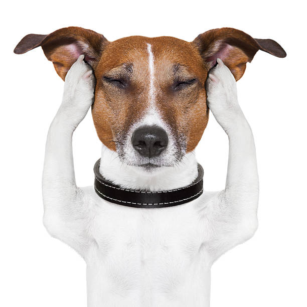 собака медитации - animal ear стоковые фото и изображения