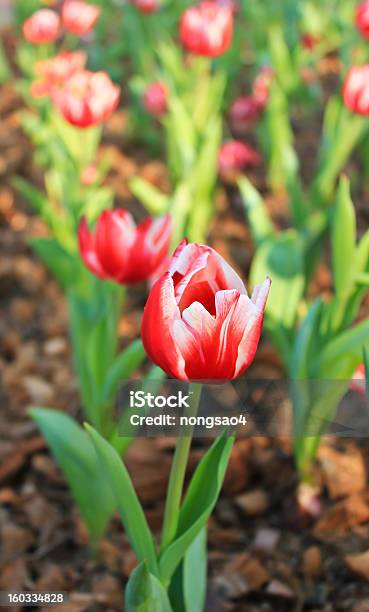 Campo Vermelho De Túlipas - Fotografias de stock e mais imagens de Ao Ar Livre - Ao Ar Livre, Beleza, Beleza natural