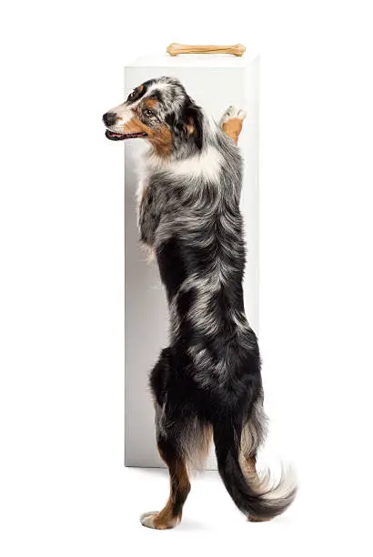 Australian Shepherd standing on hind legs and trying to reach a bone on the top of a pedestal against white background