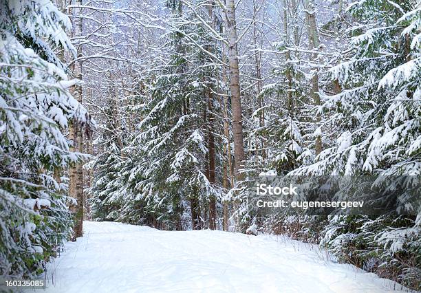 Natura Tło Piękne Snowy Droga W Lesie Zimowe - zdjęcia stockowe i więcej obrazów Bez ludzi - Bez ludzi, Chłodny, Drzewo