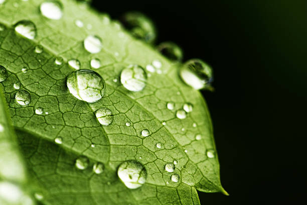 istock green leaf with drops of water 160336493
