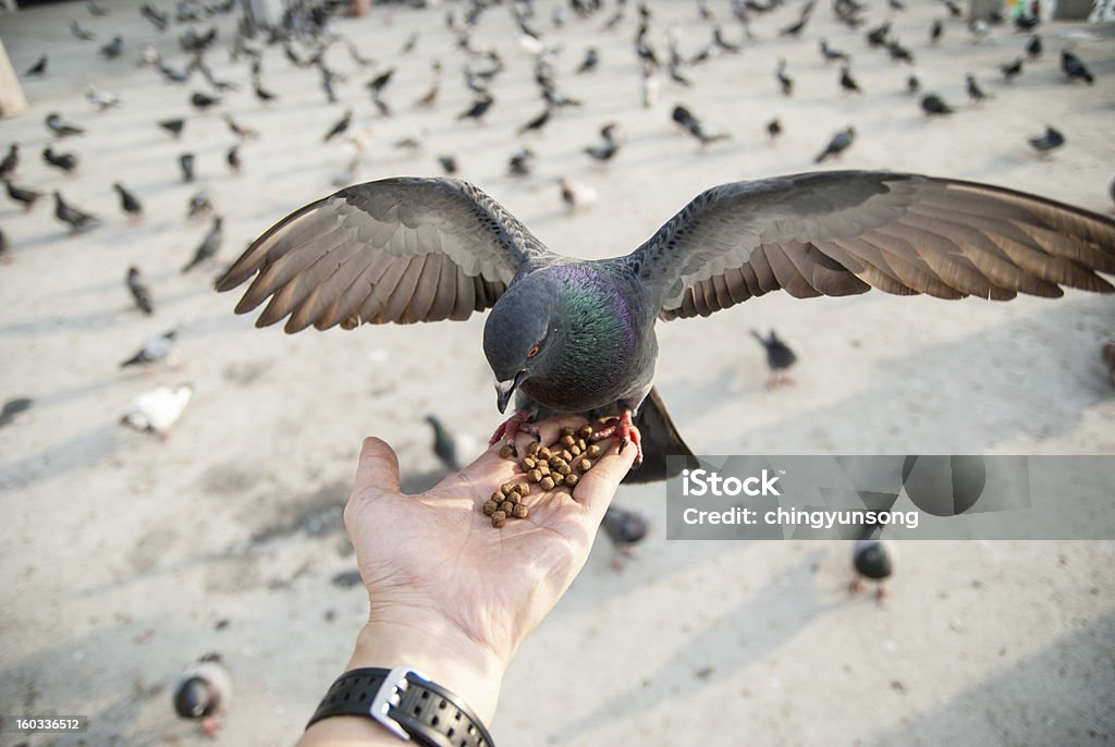 Yong uomo piccioni di avanzamento sulla strada di Bangkok - Foto stock royalty-free di Colombaccio