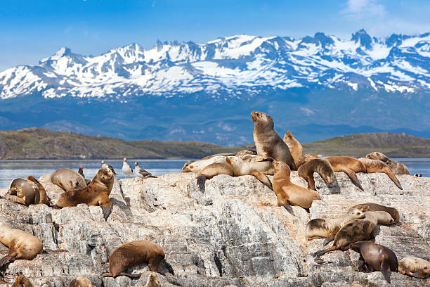 argentina ushuaia leões de mar na ilha no canal de beagle - sea lion imagens e fotografias de stock