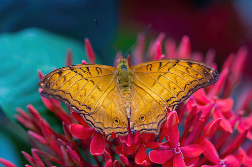 Malay Cruiser butterfly, male, sipping flower nectar. Pacific Science Center's Butterfly House, Seattle, WA.