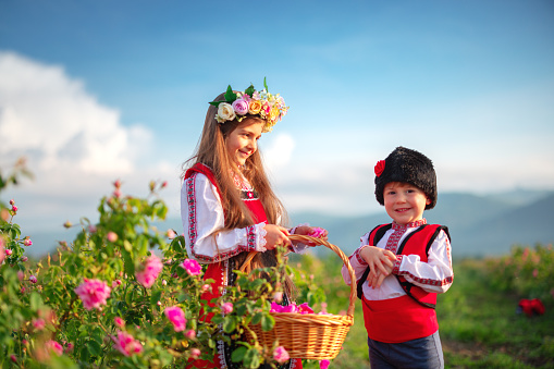 Bulgarian Rose Damascena field, Roses valley Kazanlak, Bulgaria. Boy and girl in ethnic folklore clothing harvesting oil-bearing roses at sunrise.