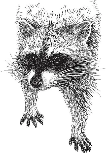 Vector illustration of raccoon