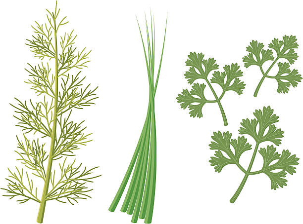 illustrazioni stock, clip art, cartoni animati e icone di tendenza di icone di erbe - chive herb isolated freshness