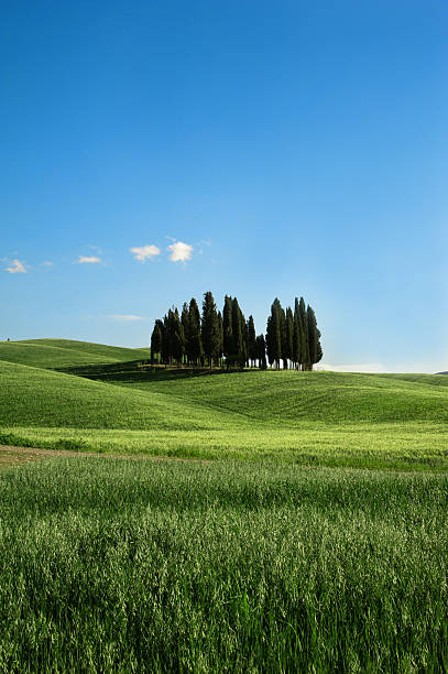 тоскана cypresses - cloud cloudscape color image cypress tree стоковые фото и изображения