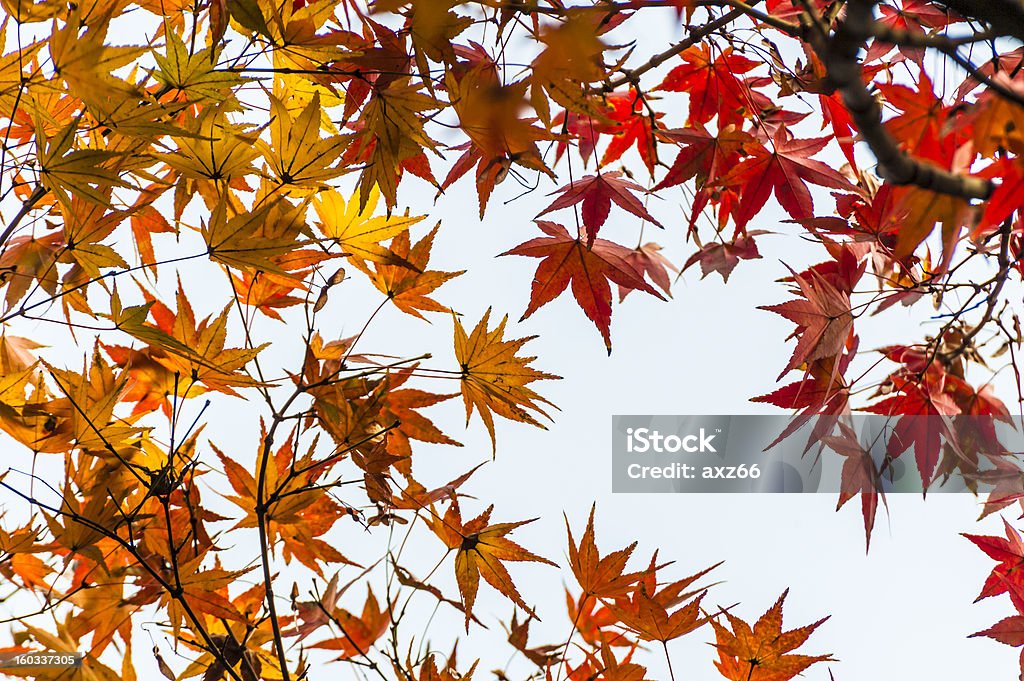Kolorowy Liść klonu jesienią - Zbiór zdjęć royalty-free (Bez ludzi)