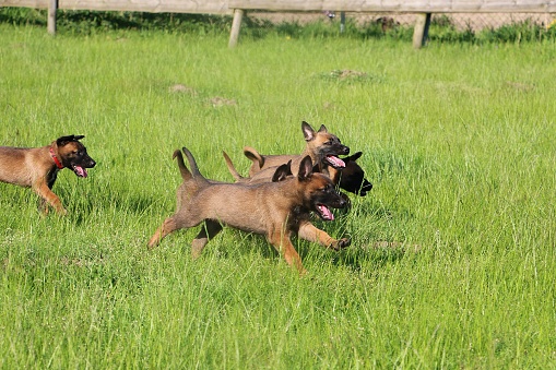 small group of malinois puppies running after mother in garden
