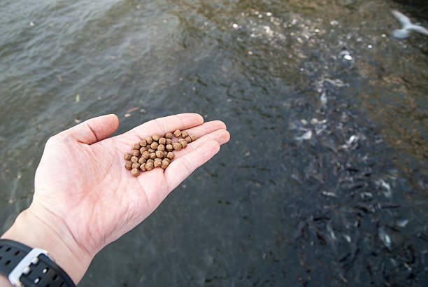 istock Yong man feeding fish in the park 160337480