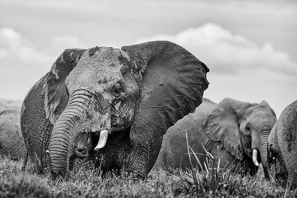 istock Elephant herd in swamp, Kenya, East Africa 160337538