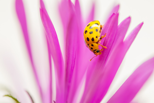 Yellow ladybug on the petals on a blooming flower. Ladybird insect.