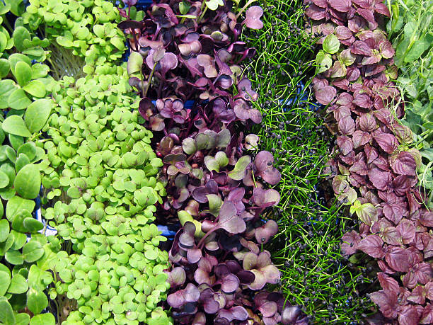 Assorted Microgreens Close-Up stock photo