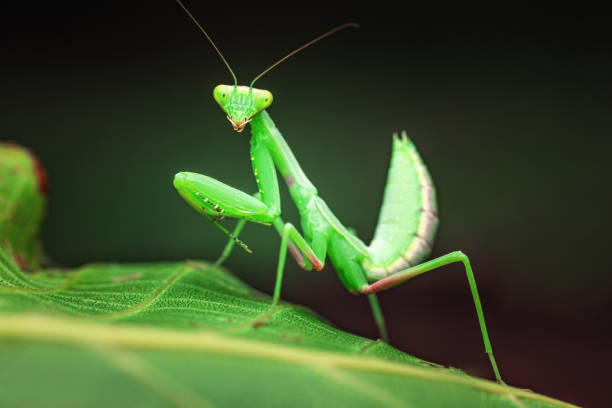 istock Praying Mantis Rainforest or European Mantis on a green leaf nature background 1603377086