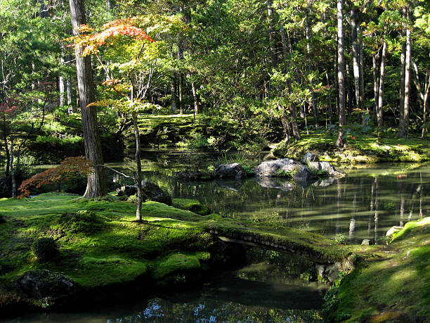 koke-dera saiho-ji moss jardins, kyoto - japanese maple leaf water japan photos et images de collection