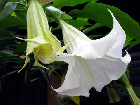 Close-up of a lovely (but toxic!) Angel’s Trumpet Flower in Kyoto. Also known as Brugmansia, angel star, tree datura, datura, trumpet flower, and horn of plenty, the Angel's Trumpet is part of the nightshade family and has been used as a hallucinogen in some societies.