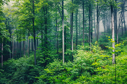 Big green tree and fog in the misty green forest