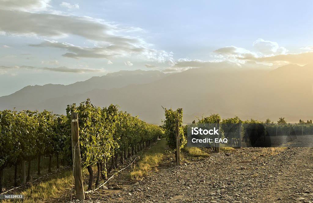 Vignoble au coucher du soleil - Photo de Agriculture libre de droits