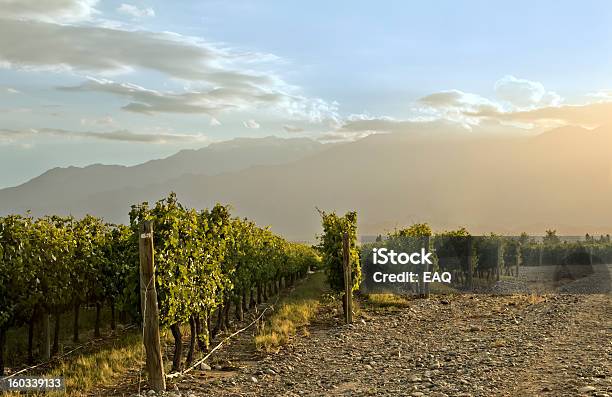 Photo libre de droit de Vignoble Au Coucher Du Soleil banque d'images et plus d'images libres de droit de Agriculture - Agriculture, Arbre, Argentine