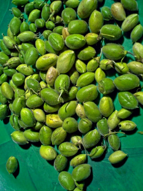 istock Cicer Arietinum, Gram or channa 1603392289