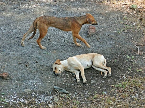istock Two dogs on road 1603395058