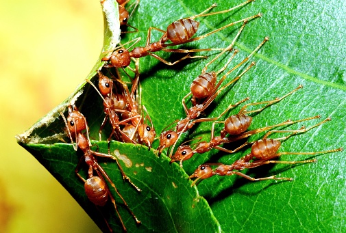Ants biting leaf , help building nest - animal behavior.