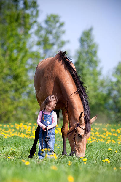 istock Horse and child in a field 160339702