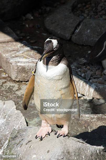 Pinguimpapu - Fotografias de stock e mais imagens de Animal Cativo - Animal Cativo, Fotografia - Imagem, Jardim Zoológico