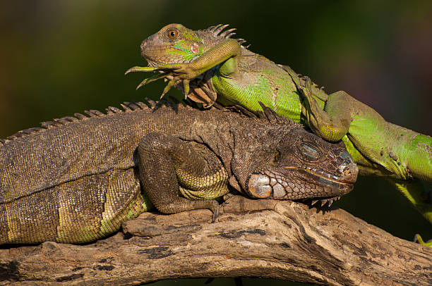 Iguane celu na kolejny iguana – zdjęcie