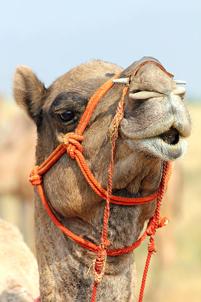 istock camel during festival in Pushkar 160340472