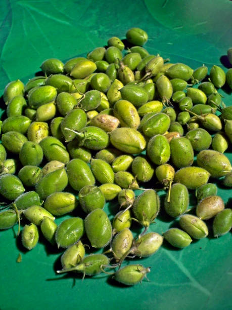 istock Cicer Arietinum, Gram or channa 1603409792