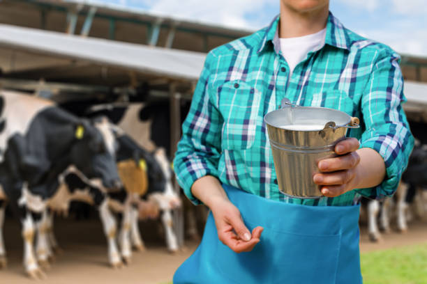 A cow stands ready for milking at an automated milking station, showcasing advanced technology in the dairy farming industry.