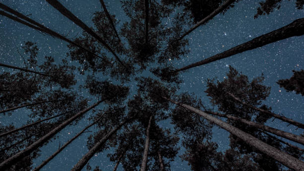 istock night sky in the forest with stars and moon 1603413575